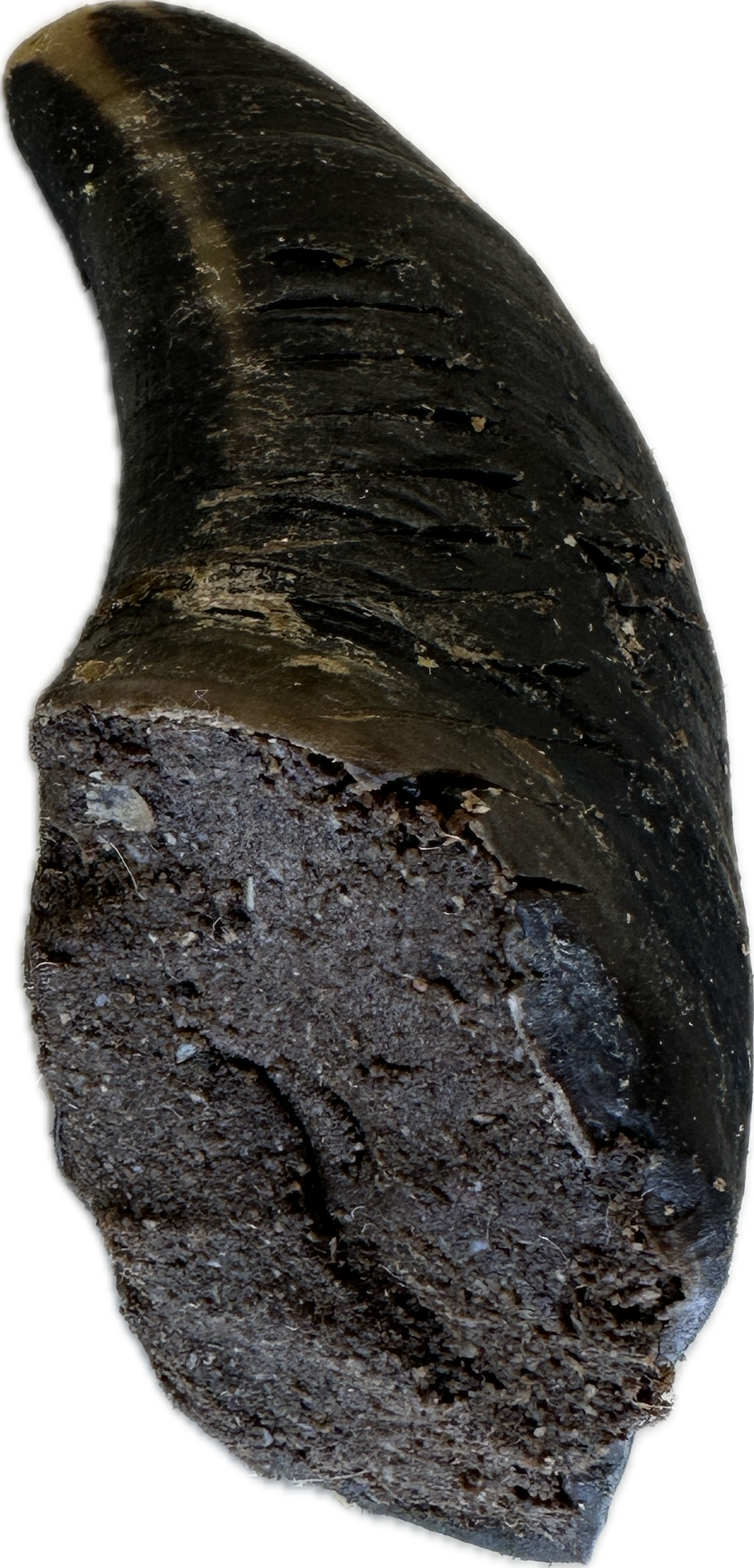 Filled Cow Hooves