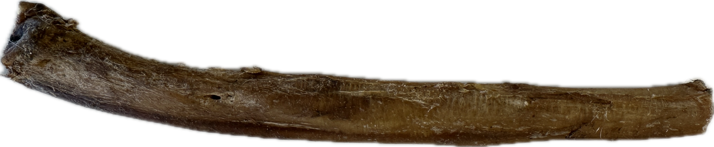 Large Pizzle