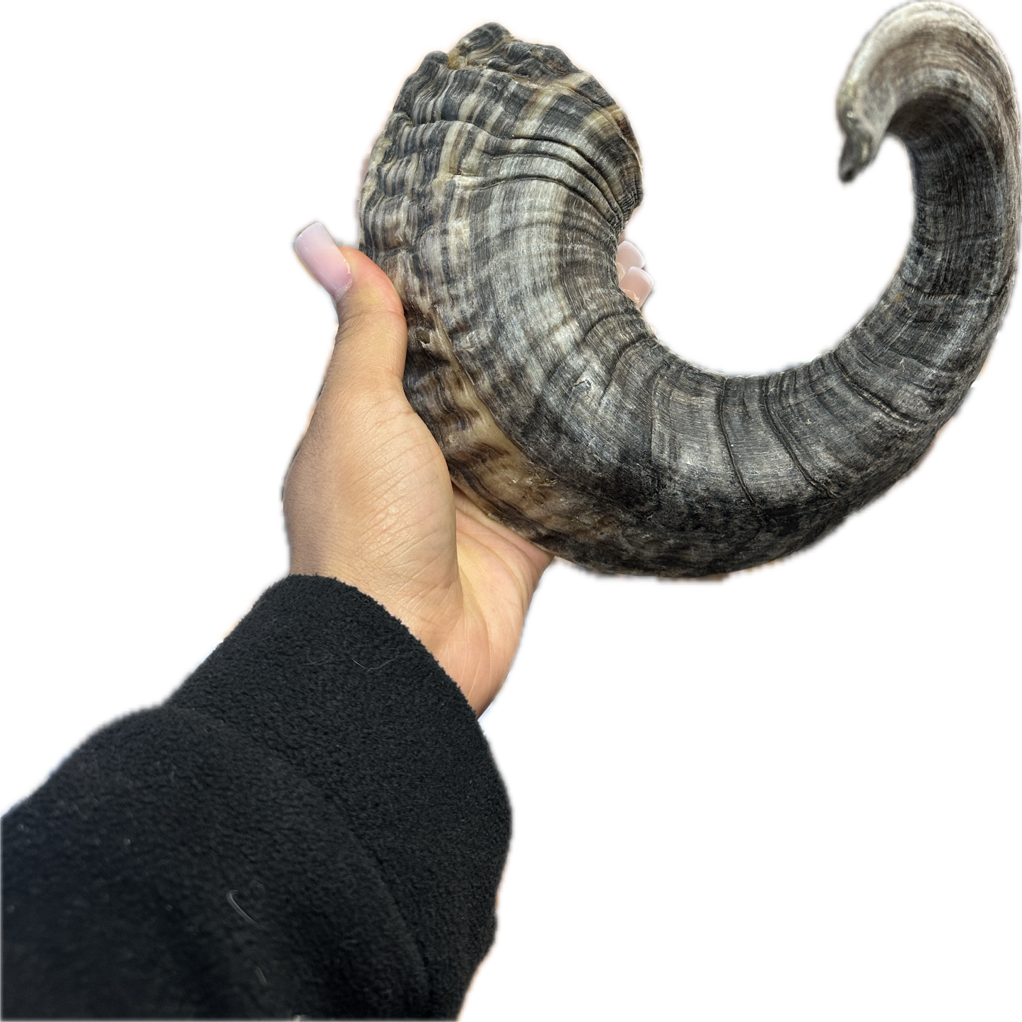 Lamb horn