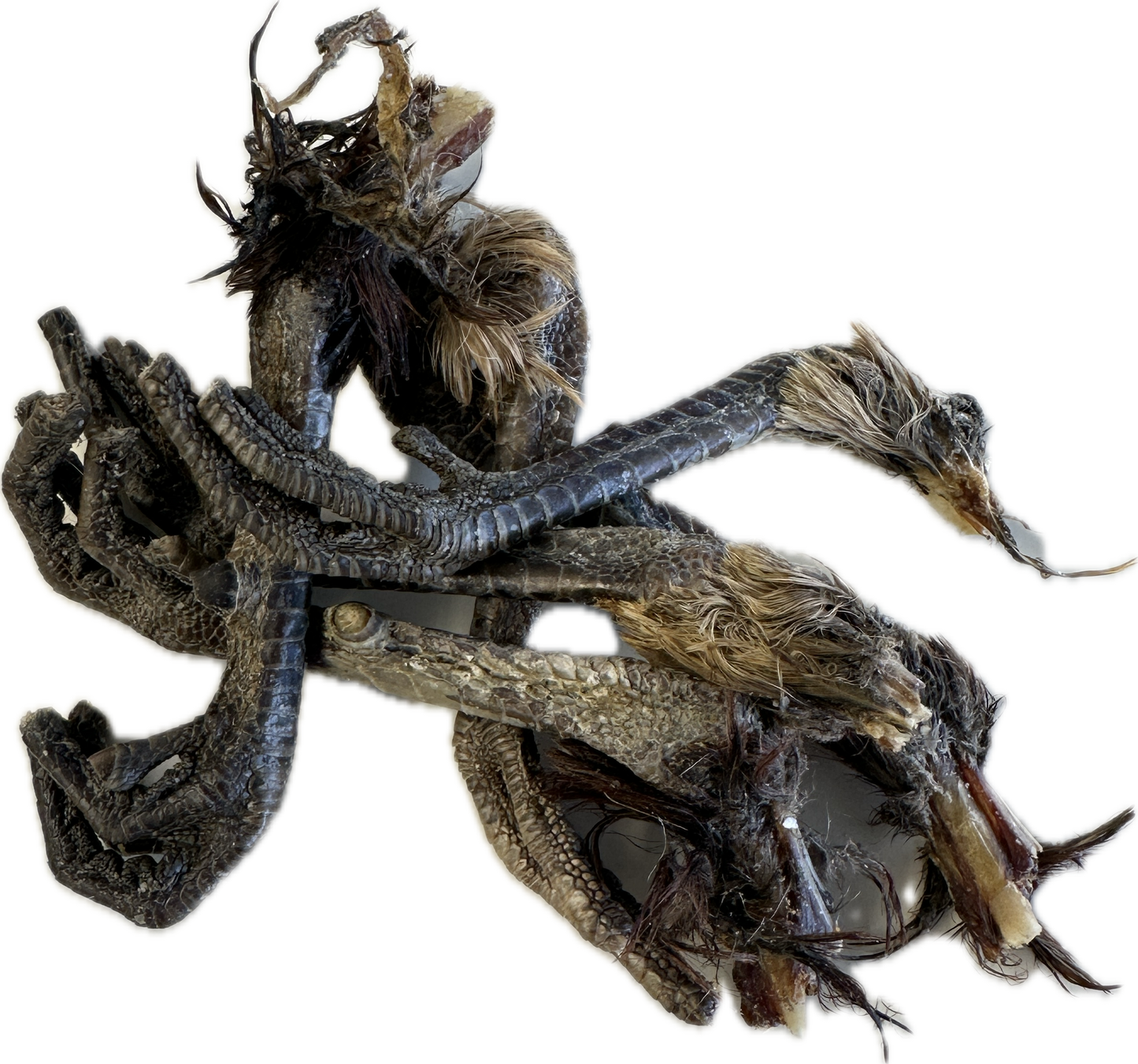 Pheasant Feet