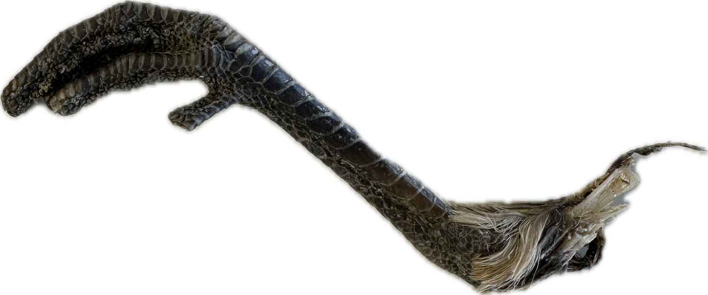 Pheasant Feet