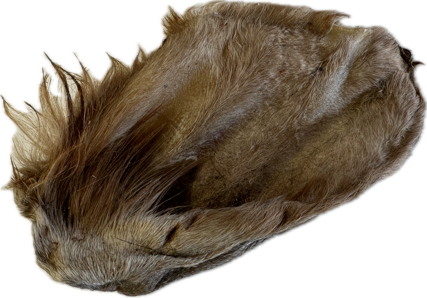 Cow Ear with Hair