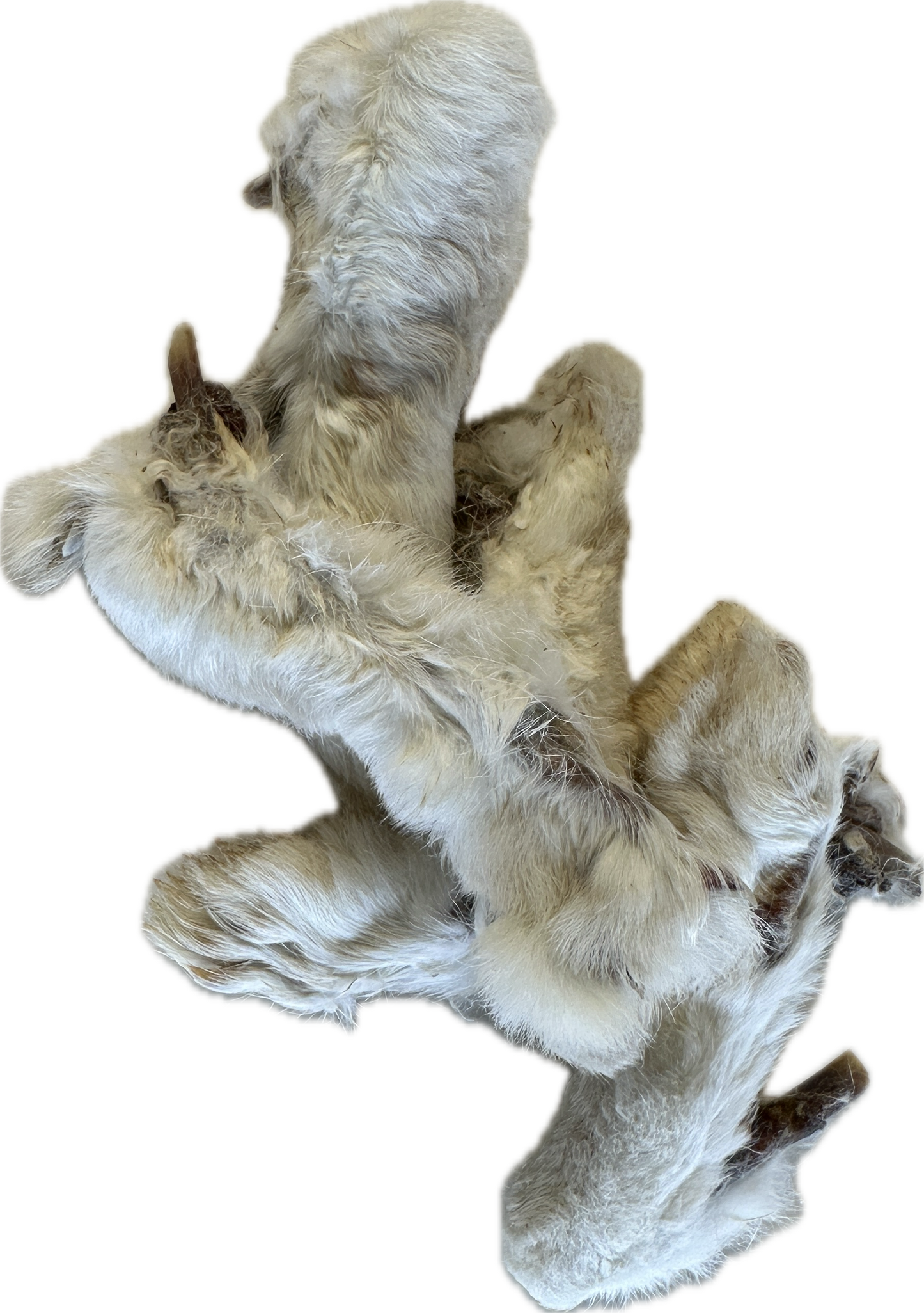 Rabbit Feet