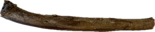 Large Pizzle