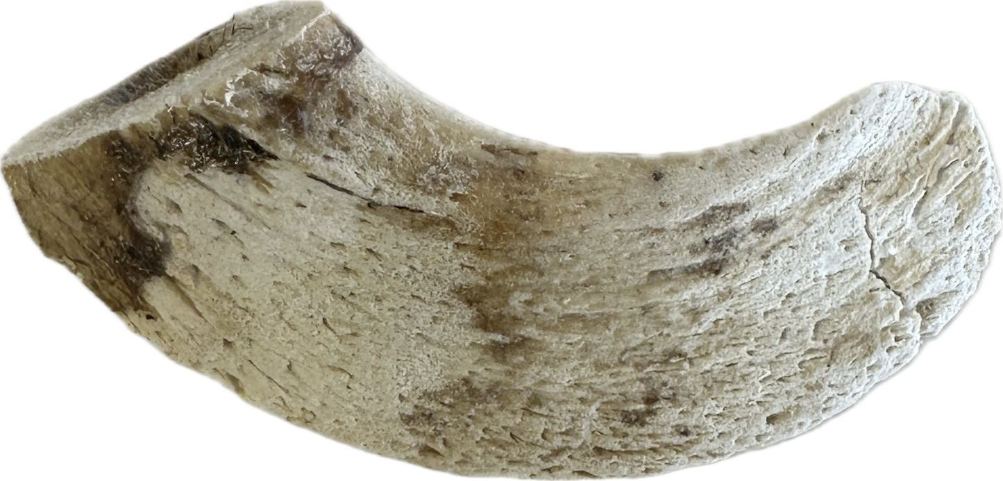 Lamb Marrow Horn