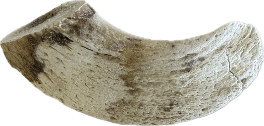 Lamb Marrow Horn