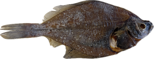 Whole Plaice