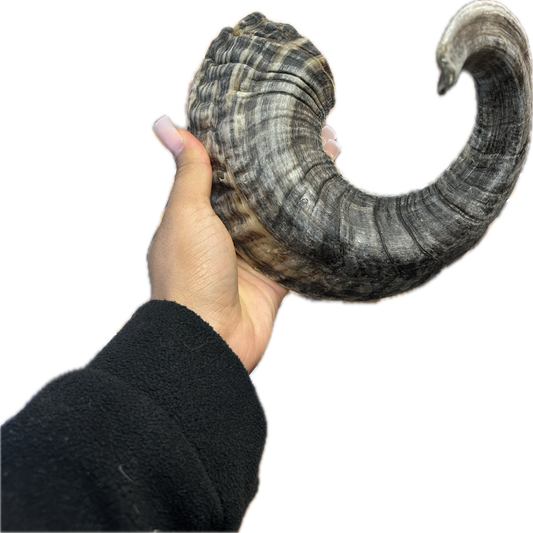 Lamb horn